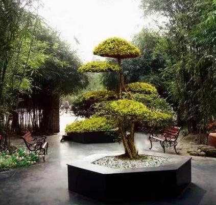 景觀造型樹，憑啥那么貴？