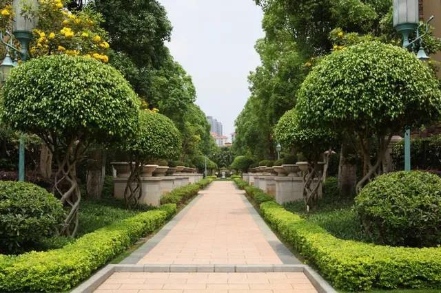 武漢園林綠化常見(jiàn)的觀果樹(shù)木都有哪些？