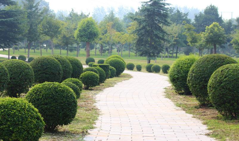 襄陽園林景觀設(shè)計(jì)公司淺談苗木個(gè)體生長(zhǎng)的相關(guān)性