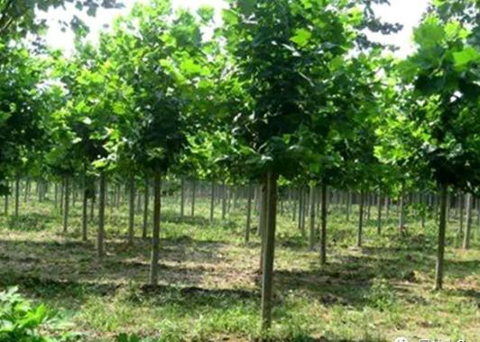 園林綠化中幾種常見速生樹種，發展趨勢怎么樣？